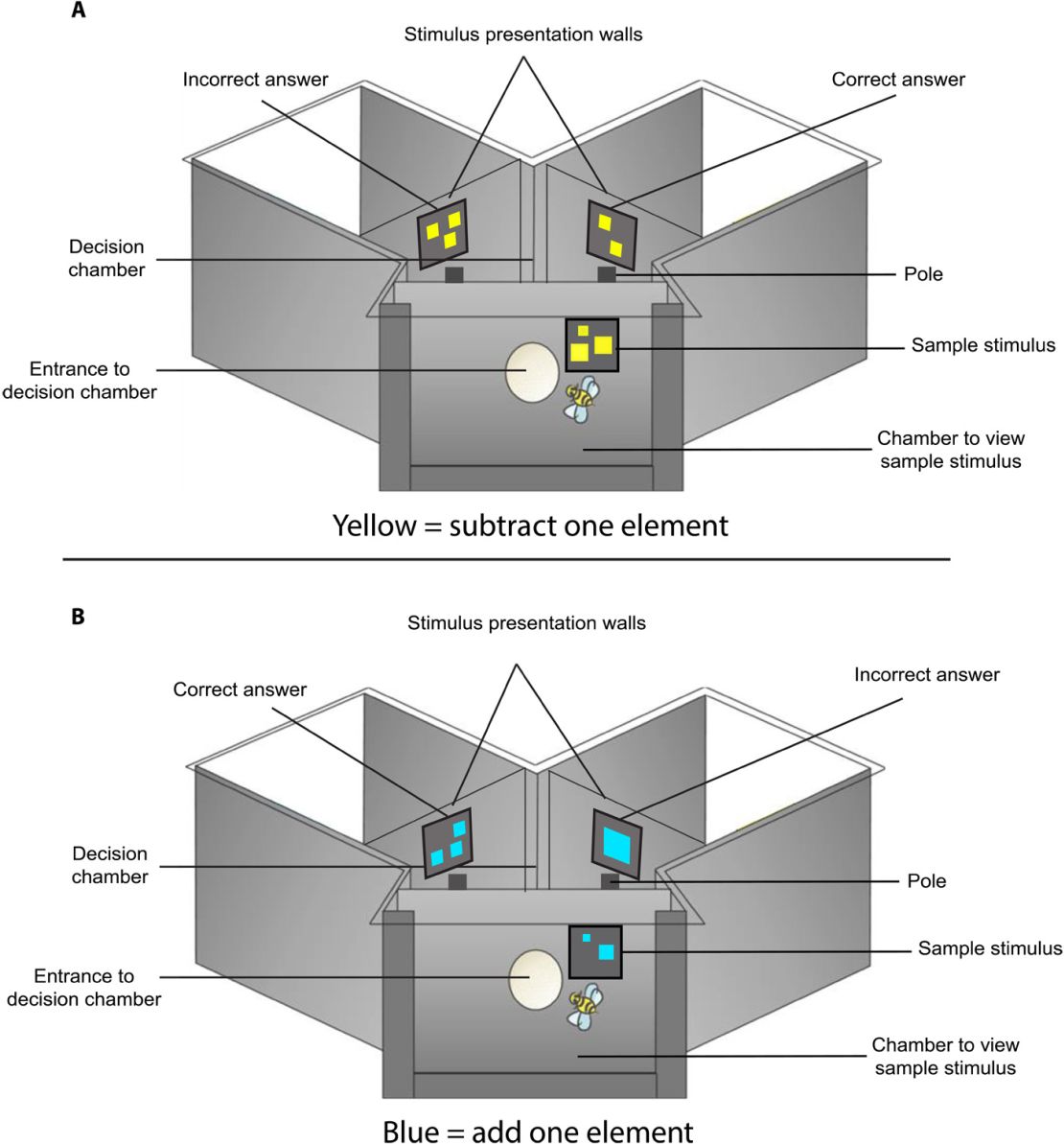 A diagram of an apparatus used to train and test free-flying bees.