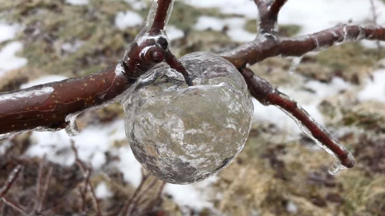 A so-called ghost apple hangs from a tree in an orchard in western Michigan.