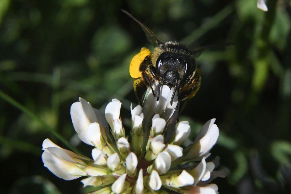 Bees and other animal pollinators pollinate about 35% of the foods we eat, according to the USDA. 