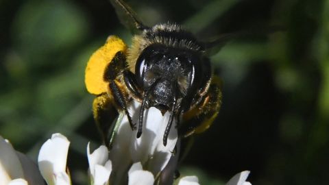 Bees and other animal pollinators pollinate about 35% of the foods we eat, according to the USDA. 