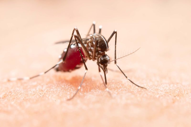 Dengue is caused by which deals mosquito