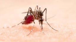 Diet pills could help reduce the urge of mosquitoes to bite humans, according to new research
