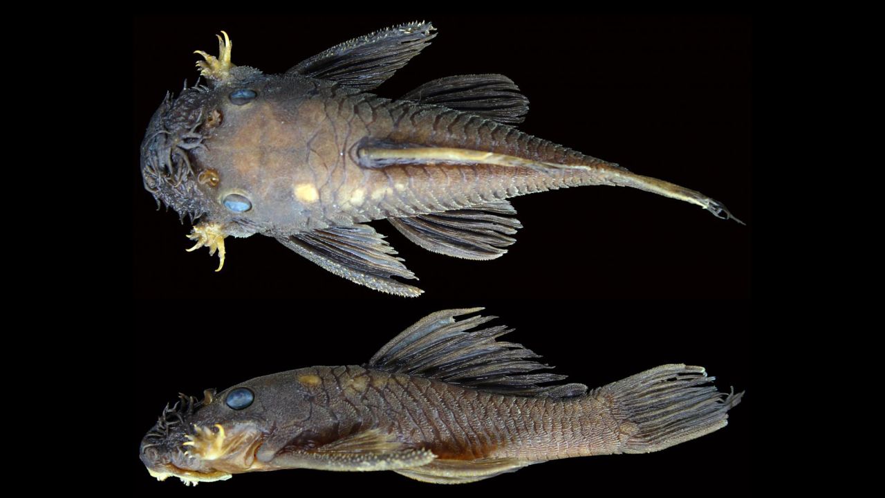 One of the new catfish species, Ancistrus patronus.