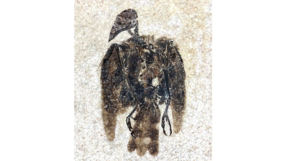 The first-known perching bird fossil.