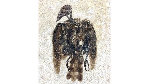 The first-known perching bird fossil.