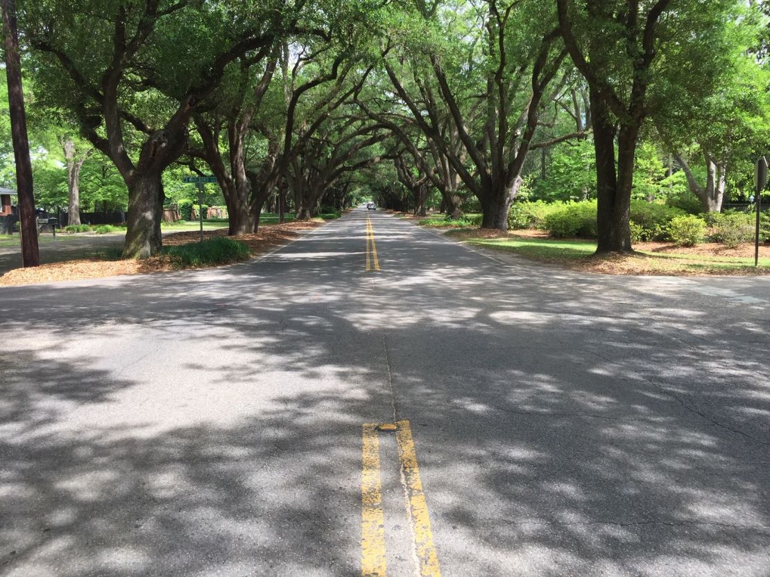 The oaks on South Boundary Avenue in Aiken, South Carolina, provide a natural archway and make even a drive to do errands a pleasant experience. 
