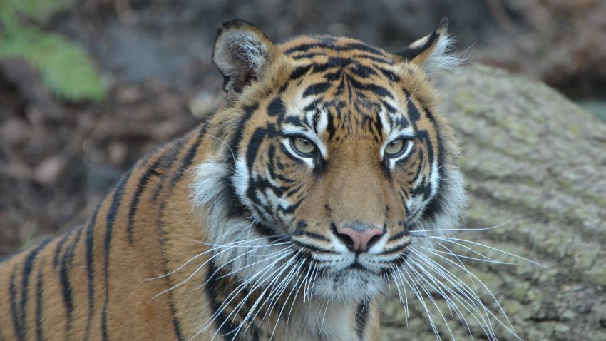 Melati tiger London Zoo