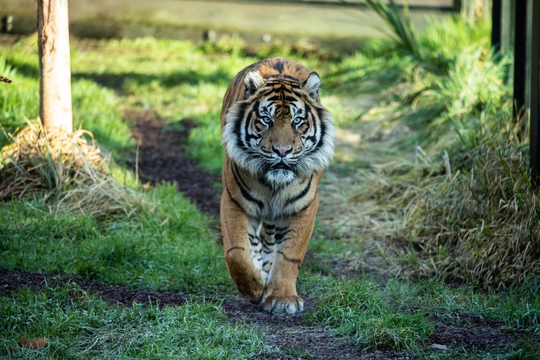 Asim, a 7-year-old Sumatran tiger, was transferred to London Zoo as part of the European Endangered Species Programme.