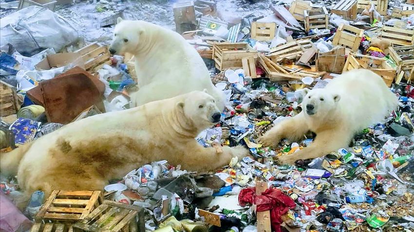 Polar bears invade russian town. Novaya Zemlya, located off Russia's northeastern arctic coast, has been swarmed by dozens of polar bears since December.