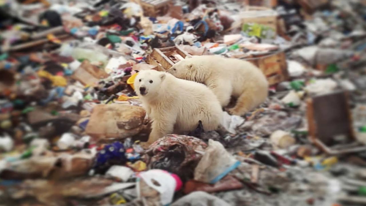 Polar bears roaming in the Russian town of Novaya Zemlya.
