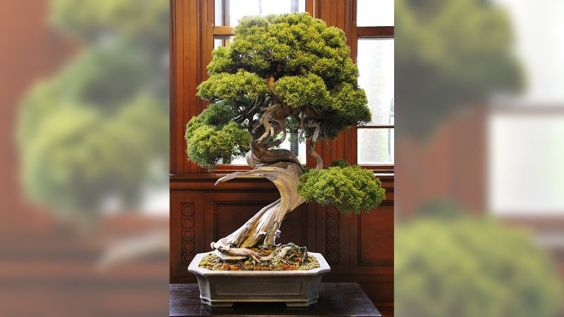 Pre- Bonsai, traditional Bonsai, Japanese juniper, upright style, 10 years old, store wire training.