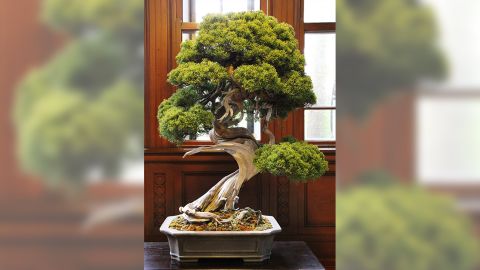 The stolen prize shimpaku bonsai tree, that its owners say was worth 1 million yen.