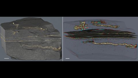 The oldest evidence of mobility is 2.1 billion years old and was found in Gabon. The tubes, discovered in black shale, are filled with pyrite crystals generated by the transformation of biological tissue by bacteria, found in layers of clay minerals.