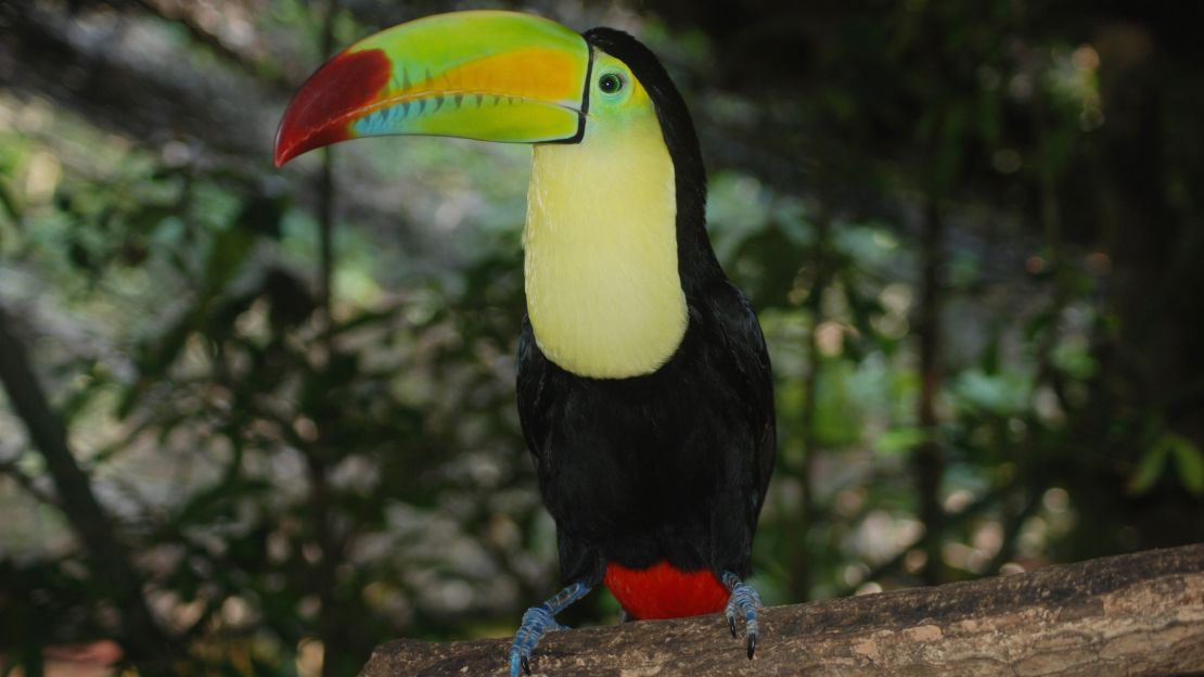 The backdrop for the Belize Zoo is a lush jungle landscape, fully accessible to individuals with mobility issues.