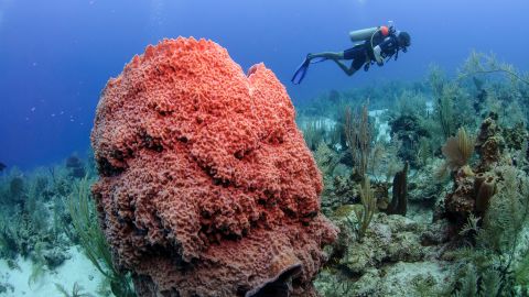 Deep-sea diving is a popular activity in Belize, and rightly so: The country's barrier reef is the planet's largest living reef.