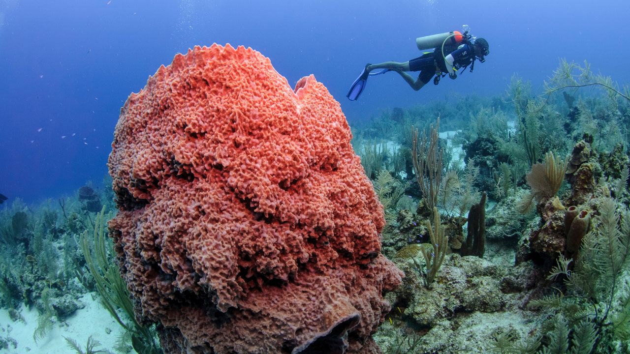 Deep-sea diving is a popular activity in Belize, and rightly so: The country's barrier reef is the planet's largest living reef.