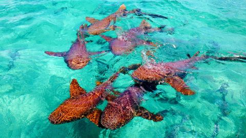 Snorkelers and scuba divers will encounter a corcuncopia of sea creatures in Belize's waters.