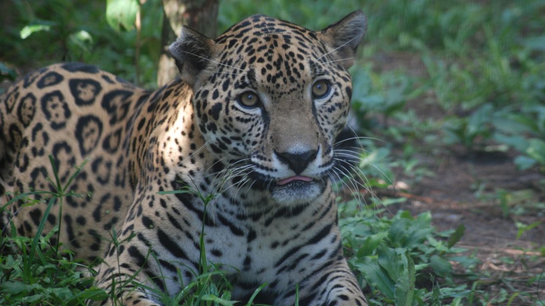 More a sanctuary than a zoo, the Belize Zoo contains all rescue animals. Creatures that can't be completely healed and released into the wild remain residents.