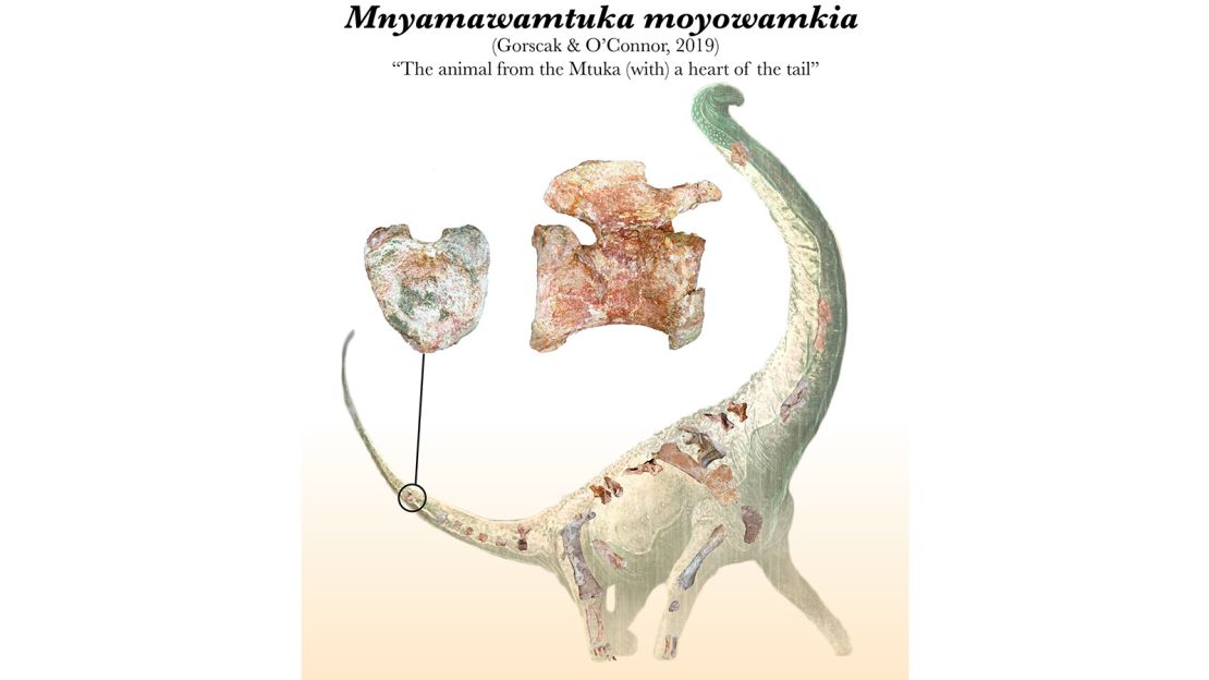 The bones, including the heart-shaped tail vertebra, recovered during the excavation.