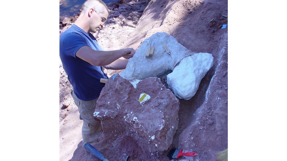 Excavating the titanosaur fossils.