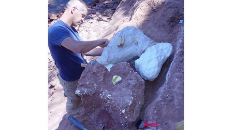 Excavating the titanosaur fossils.