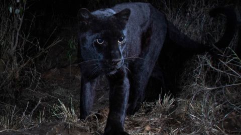 The San Diego Zoo posted this image to their Twitter account saying, "Our researchers spotted rare black leopards--sometimes called black panthers--in Laikipia County, Kenya"