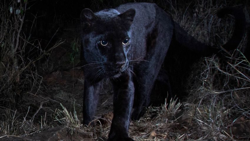Will Burrard-Lucas  shot the images of the black leopard at Laikipia Wilderness Camp using a Camtraptions Camera.