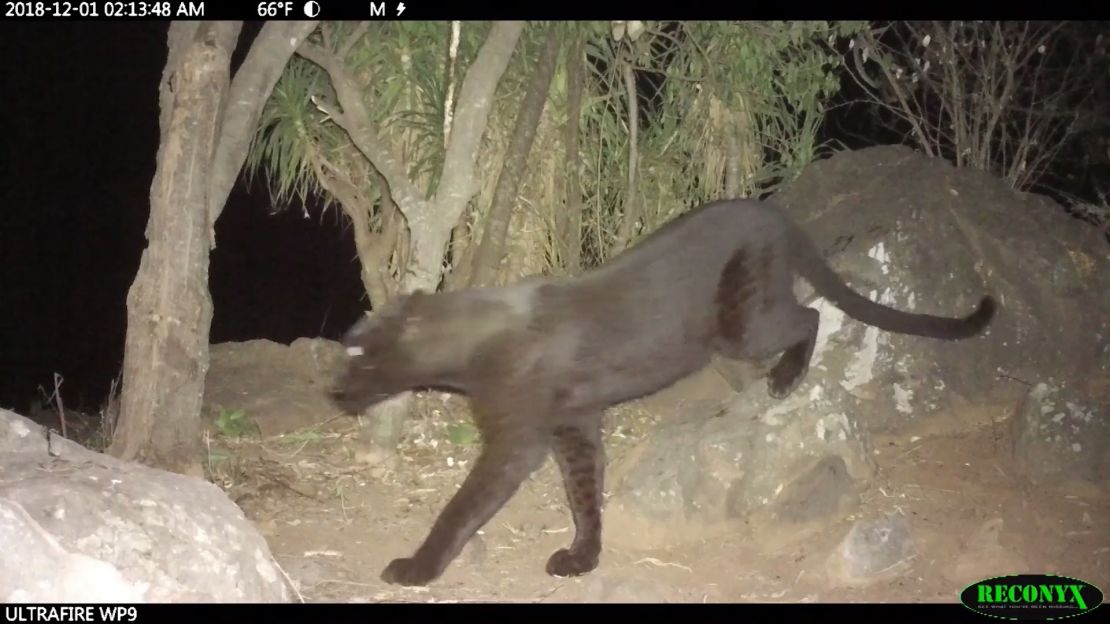 Will Burrard-Lucas shot the images of the black leopard in Laikipia Wilderness Camp.