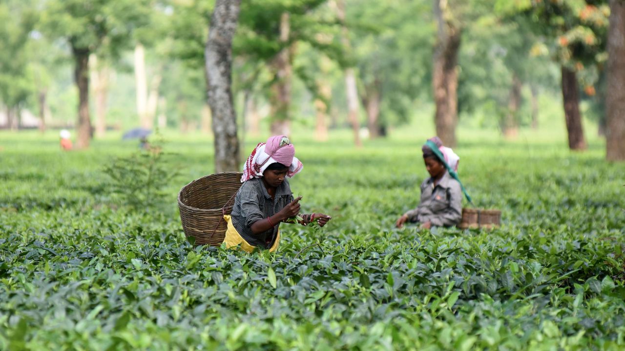 In India, croplands delivered the biggest increase in green leaf area.