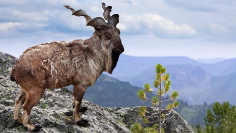 The markhor, pictured here in a file photo, is Pakistan's national animal.