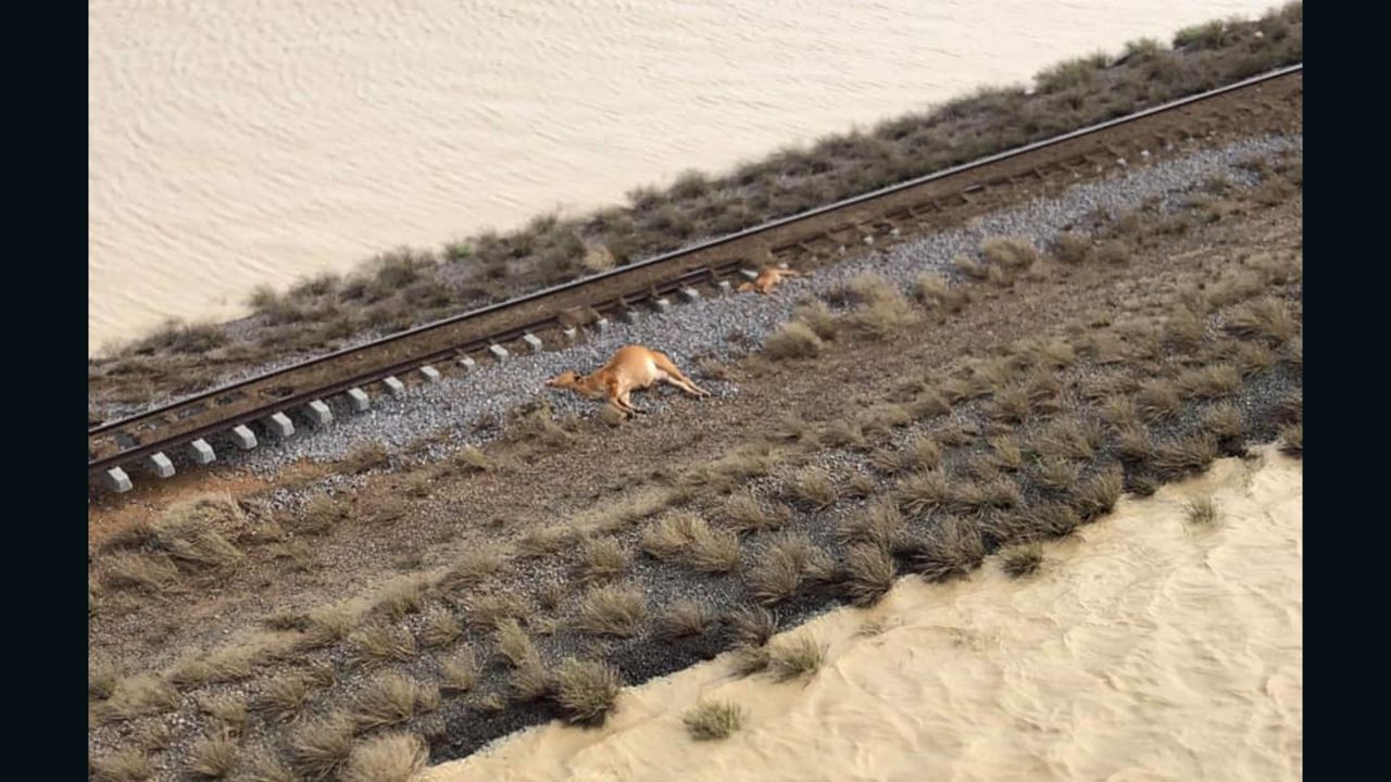 A dead cow seen from above in Queensland, Australia