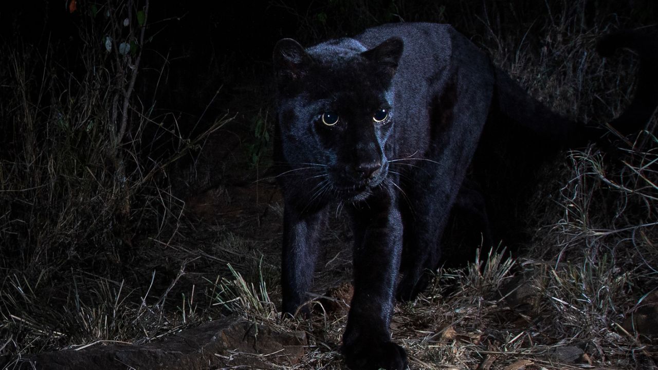 Photographed with a Camtraptions camera trap. Laikipia Wilderness Camp, Kenya.