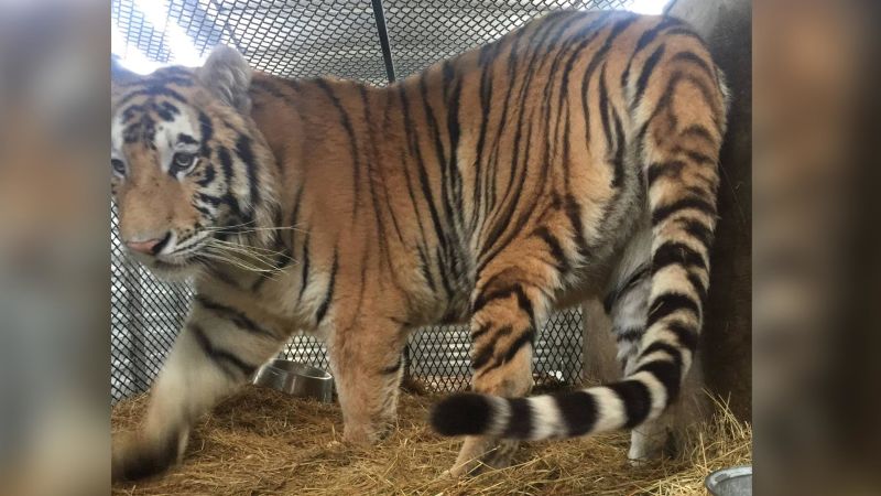 Mystery behind tiger found in vacant Houston home solved. One