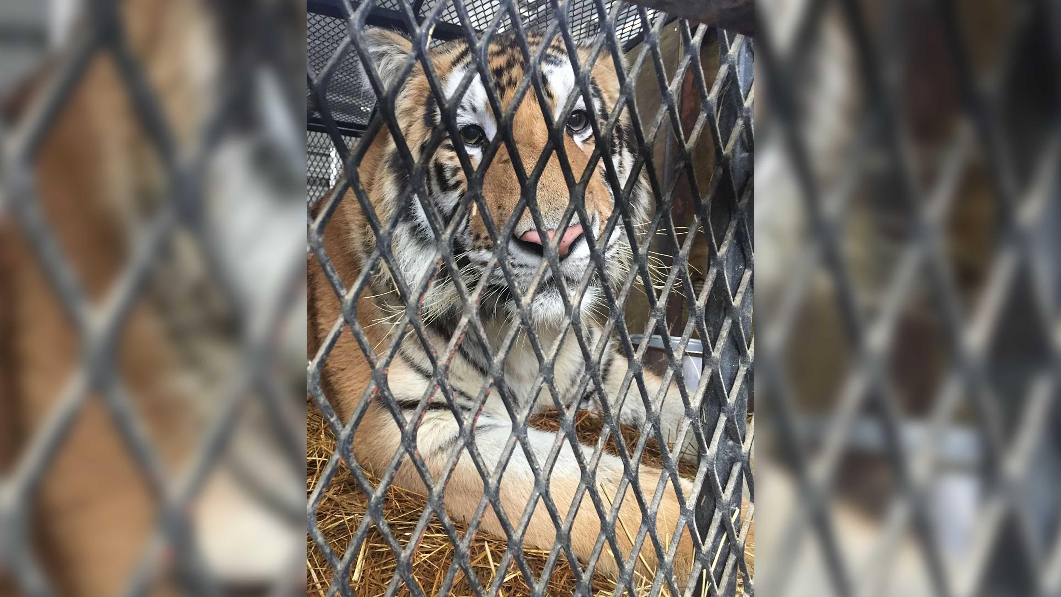 Mystery behind tiger found in vacant Houston home solved. One woman  arrested | CNN