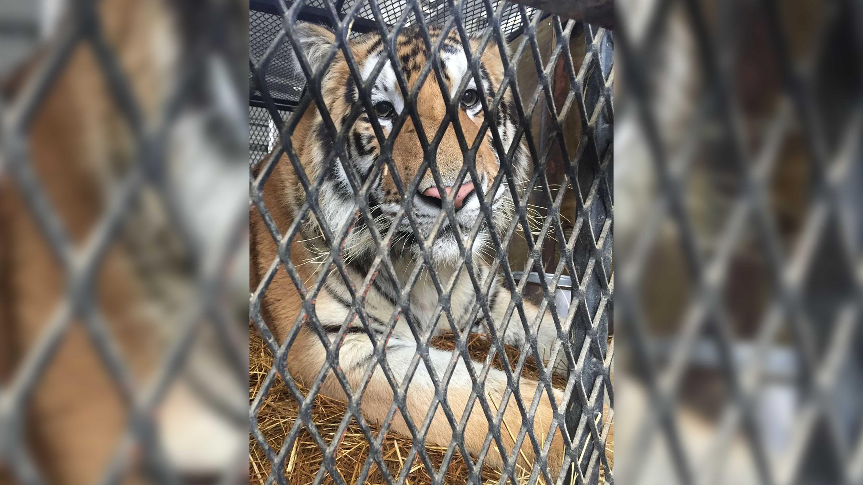 Mystery behind tiger found in vacant Houston home solved. One woman arrested | CNN Mystery behind tiger found in vacant Houston home solved. One woman arrested | CNN