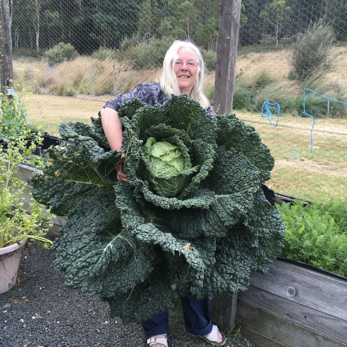 huge cabbage
