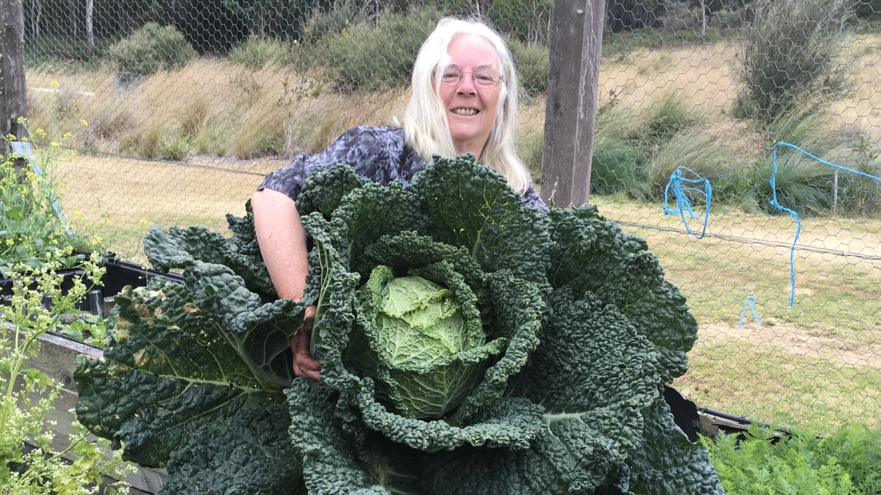 Rosemary Norwood and her husband grew a giant cabbage at their eco-tourism guesthouse in the Australian state of Tasmania