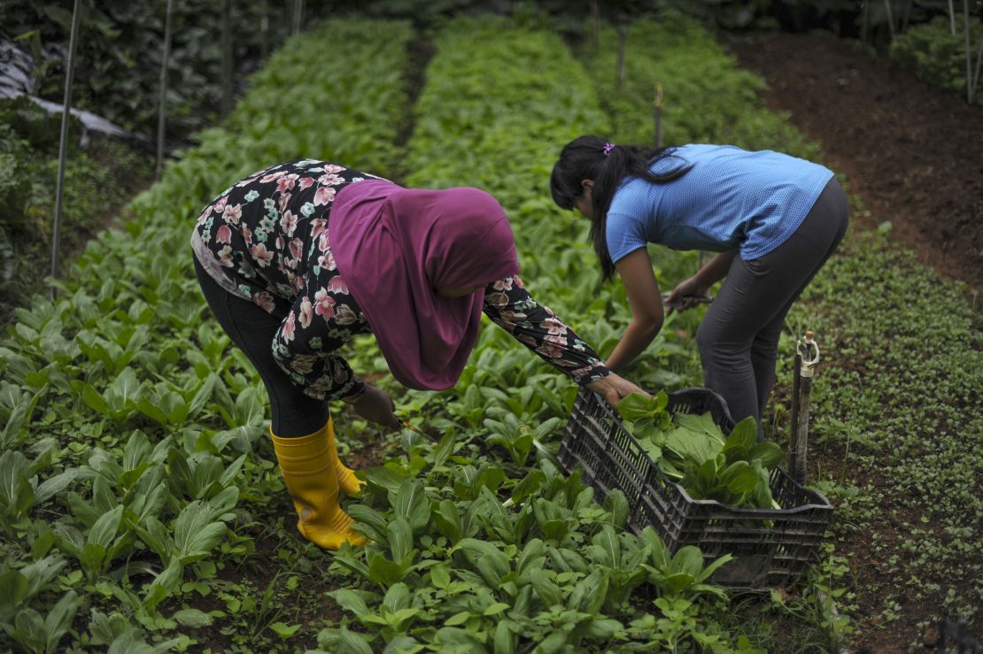 Workers at a farm in the Cameron Highlands. Opposition parties recently claimed a major byelection victory in the seat, fueled largely by Malay Muslim voters. 
