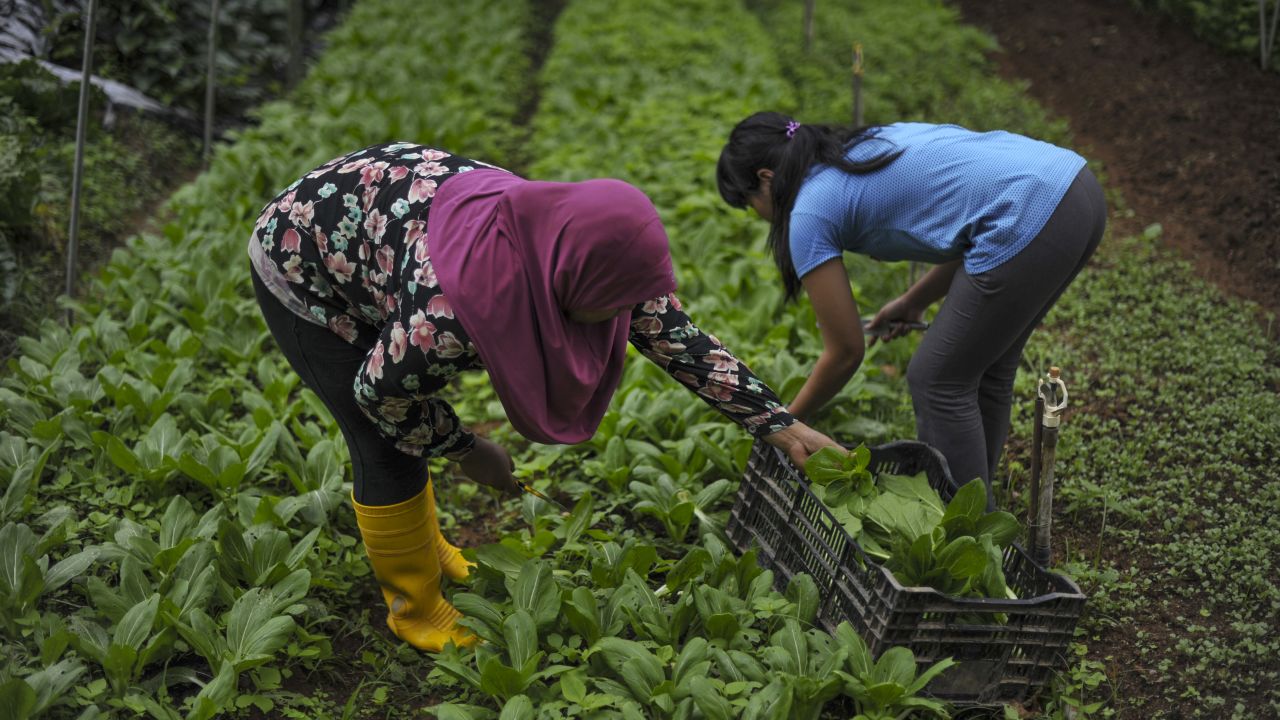Workers at a farm in the Cameron Highlands. Opposition parties recently claimed a major byelection victory in the seat, fueled largely by Malay Muslim voters. 