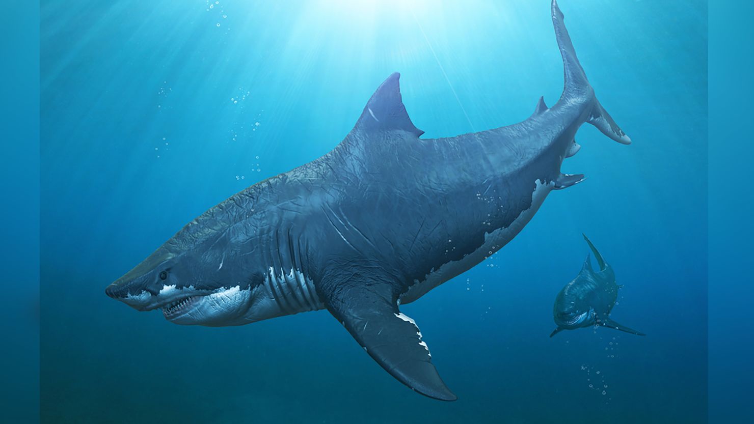 Megalodon extinction: Great whites may have wiped out the biggest shark  that ever lived