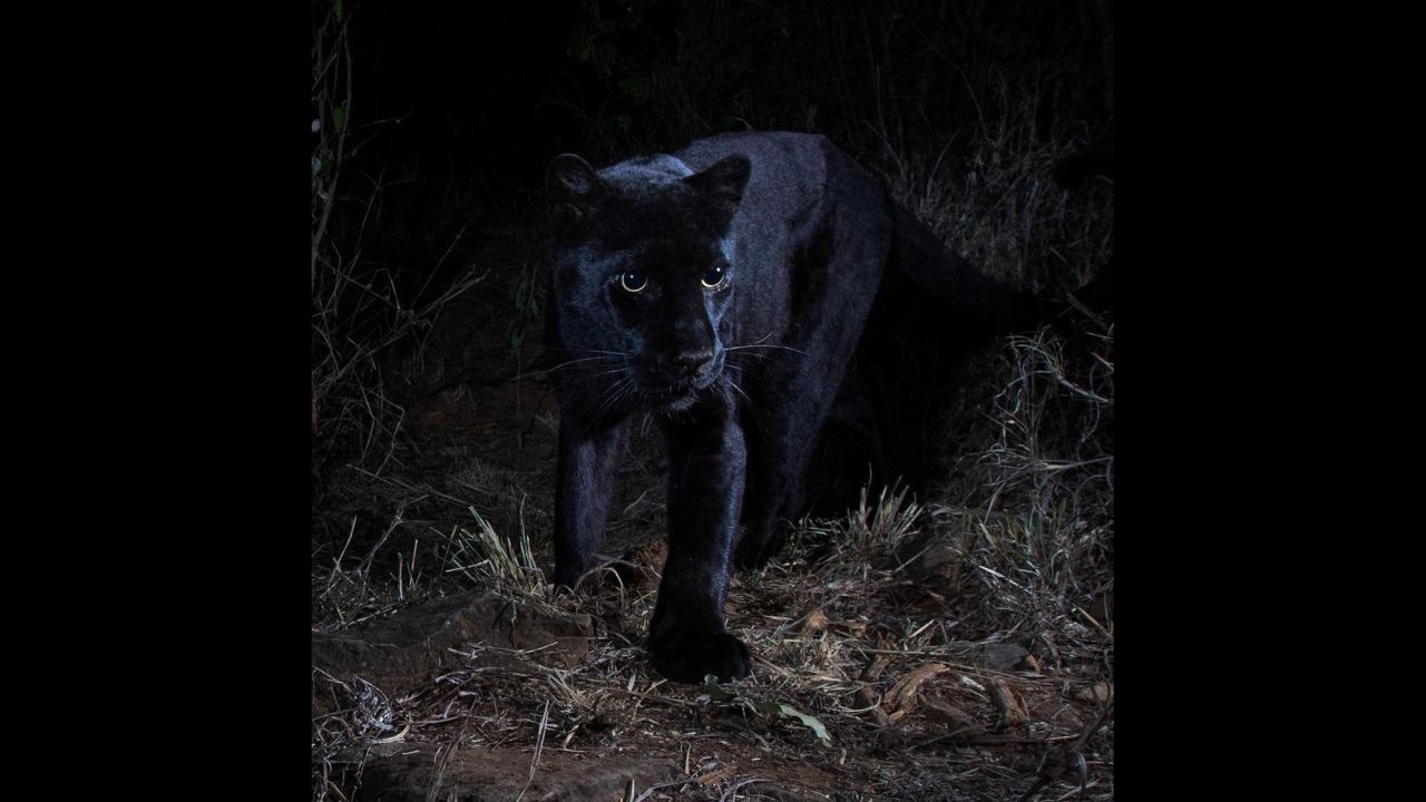 <a href="https://www.cnn.com/2019/02/13/africa/kenya-rare-black-leopard-black-panther/index.html" target="_blank">A rare black leopard</a> is photographed at the Laikipia Wilderness Camp in Kenya. The new images were shot by Will Burrard-Lucas. "For me, no animal is shrouded in more mystery, no animal more elusive, and no animal more beautiful," <a href="http://blog.burrard-lucas.com/2019/02/black-leopard-in-africa/" target="_blank" target="_blank">he posted on his blog</a> on Monday, February 11. "For many years, they remained the stuff of dreams and of farfetched stories told around the campfire at night. Nobody I knew had ever seen one in the wild and I never thought that I would either."