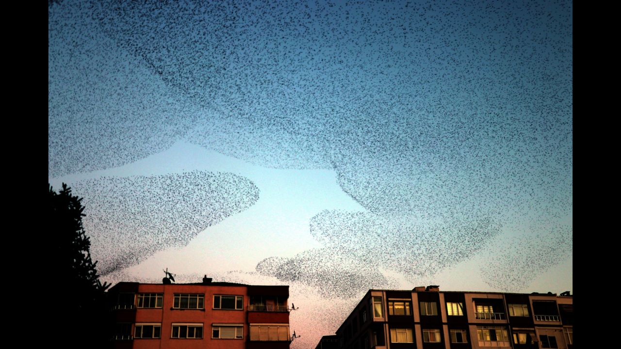 Starlings fly together in the Turkish province of Kirklareli on Friday, February 8.