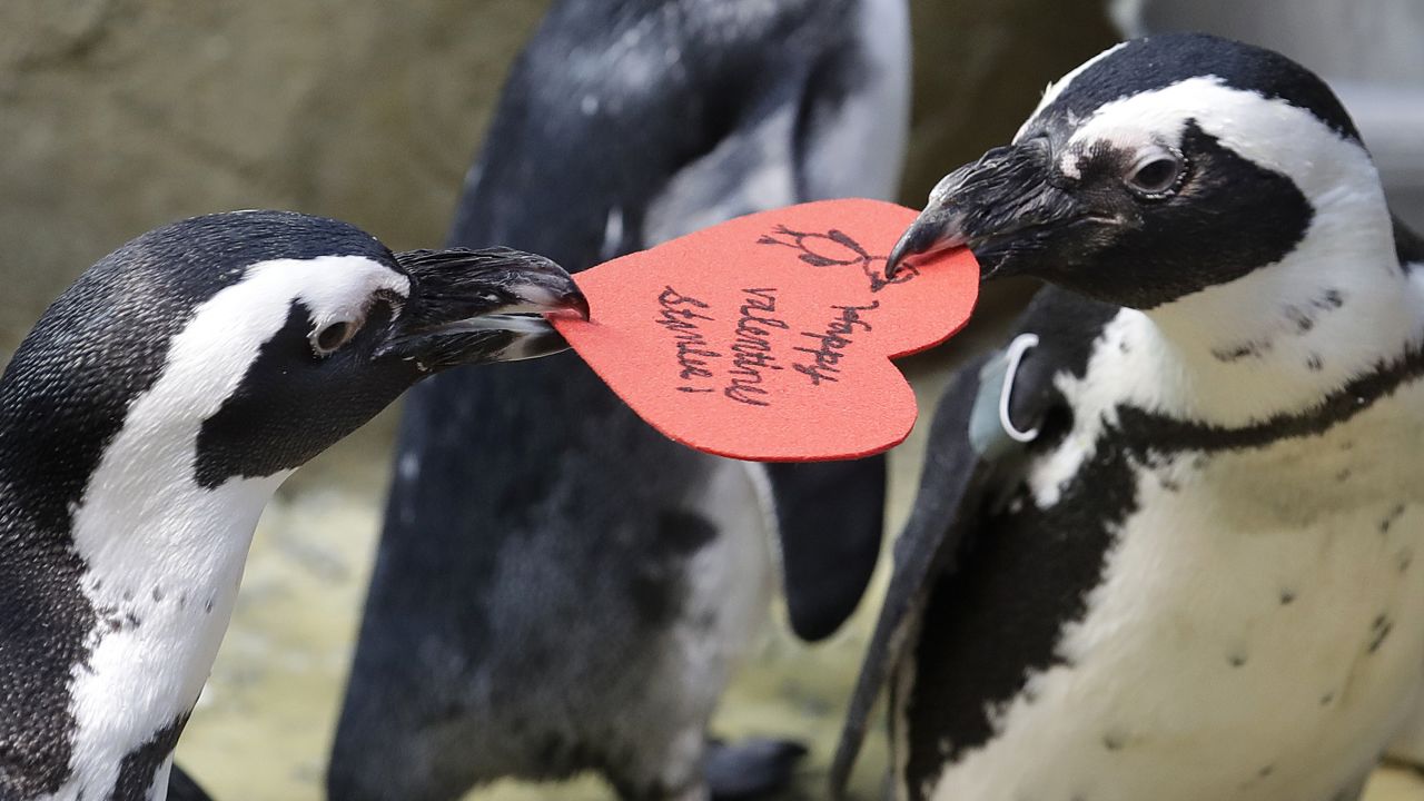 African penguins compete for a heart-shaped valentine handed out by aquarium biologist Piper Dwight at the California Academy of Sciences in San Francisco on Tuesday, February 12. Hearts were handed out to the penguins, who naturally use similar material to build nests in the wild.