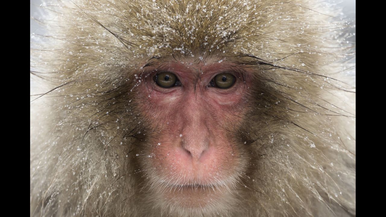 A macaque bathes in a hot spring at a monkey park in Yamanouchi, Japan, on Friday, February 8.