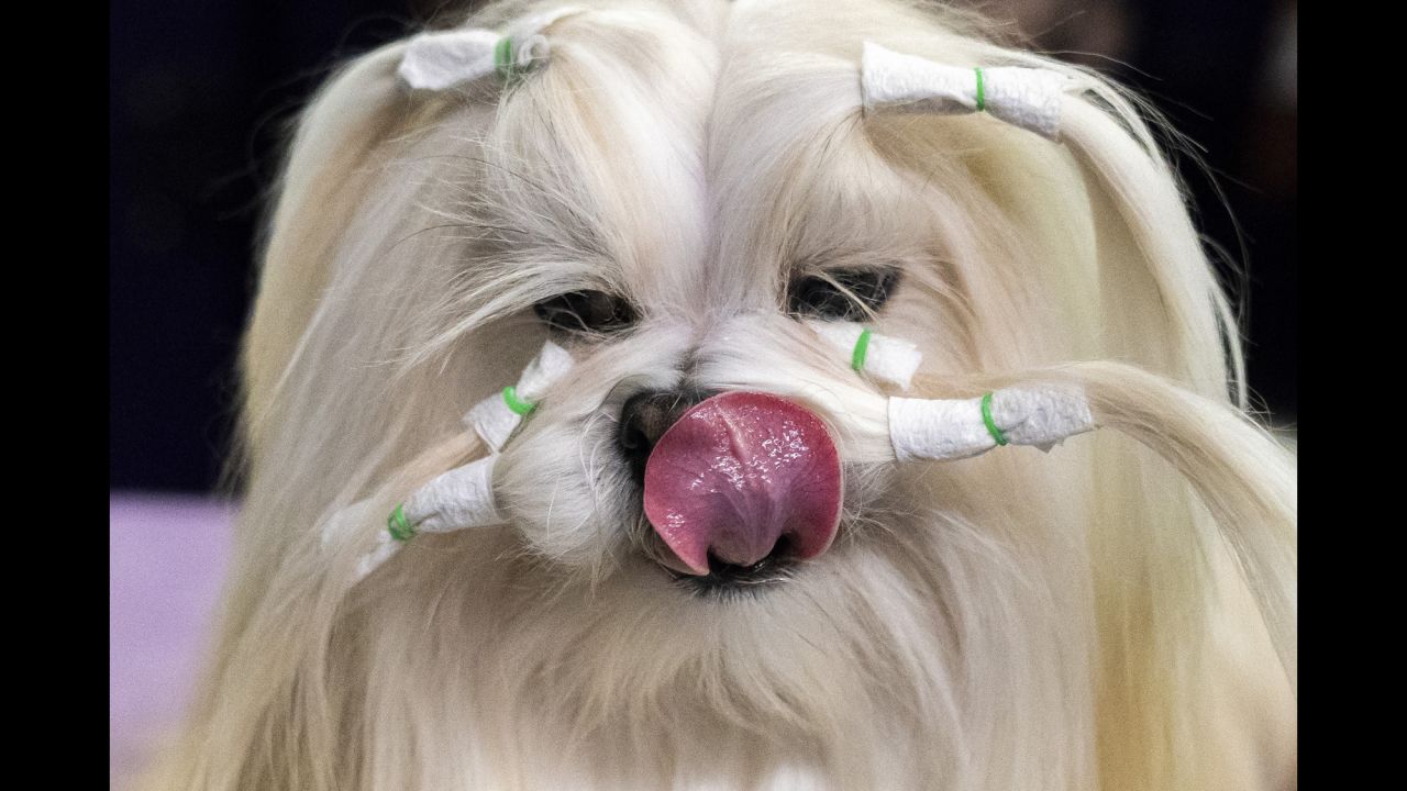 A Lhasa apso is groomed at the Westminster Kennel Club Dog Show in New York on Monday, February 11.