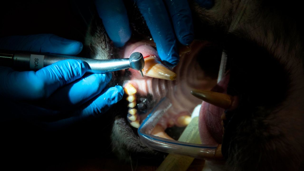 Nikita, a 6-year-old Amur tiger, is given a root canal at the National Zoo in Washington on Saturday, February 9.