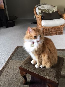Peaches the cat is missing. 