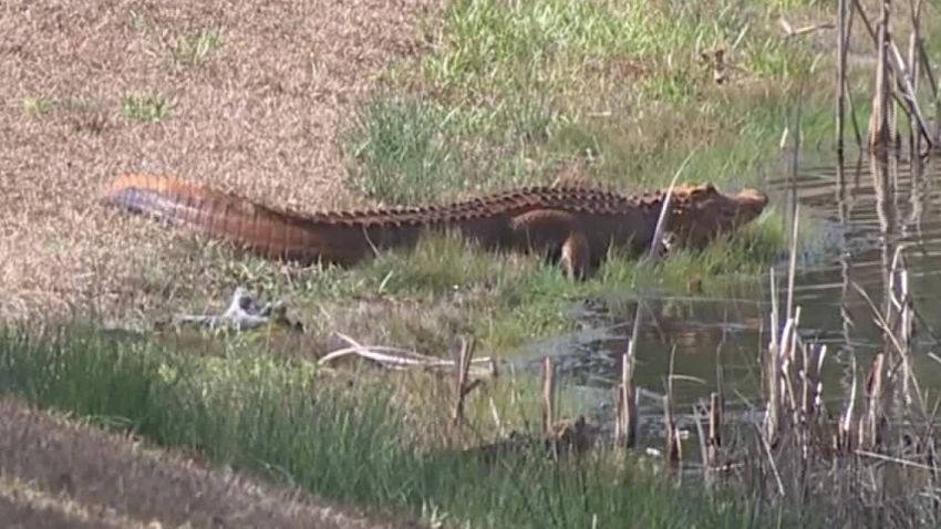 orange alligator south carolina