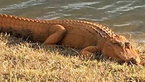 This is one of the alligators seen recently in Bluffton.