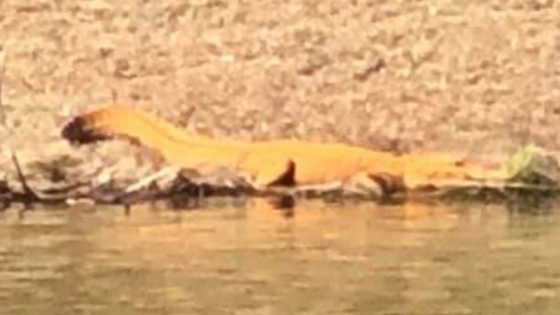 02 orange alligator